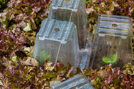 How to Warm Soil and Protect Seedlings from Frost Image